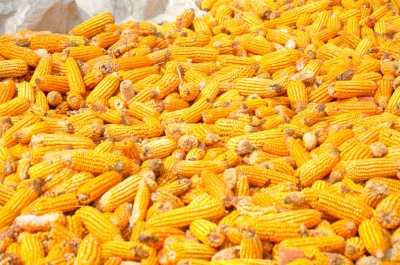 Maize
