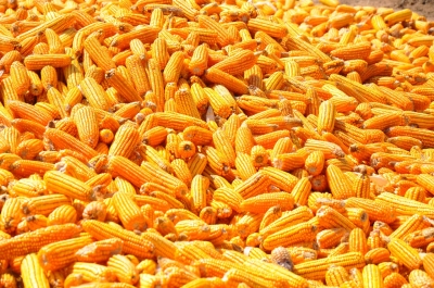 Maize