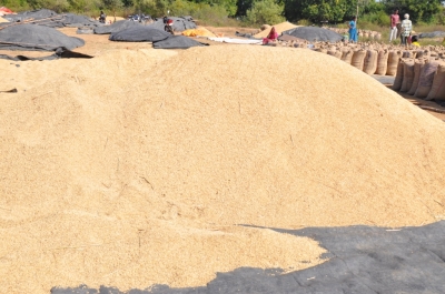Paddy(Dhan)
