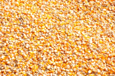 Maize