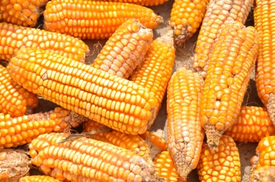 Maize