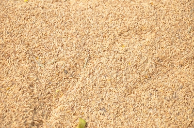 Paddy(Dhan)