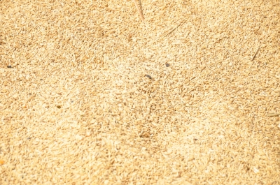 Paddy(Dhan)