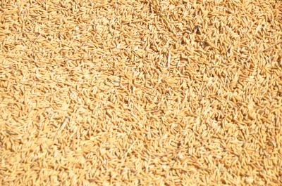 Paddy(Dhan)