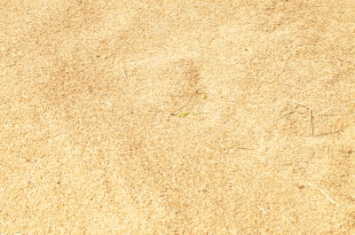 Paddy(Dhan)