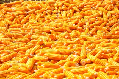Maize