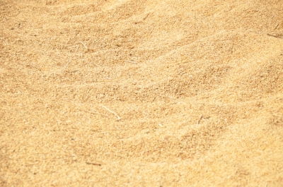 Paddy(Dhan)