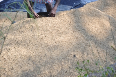 Paddy(Dhan)