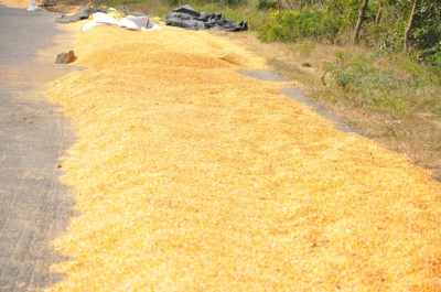 Maize