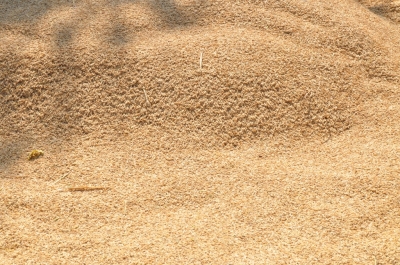 Paddy(Dhan)
