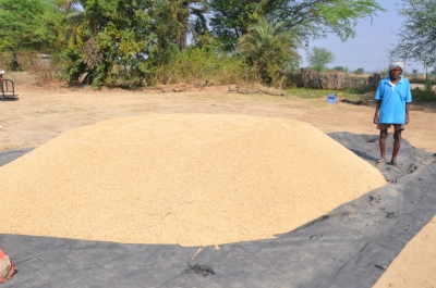 Paddy(Dhan)