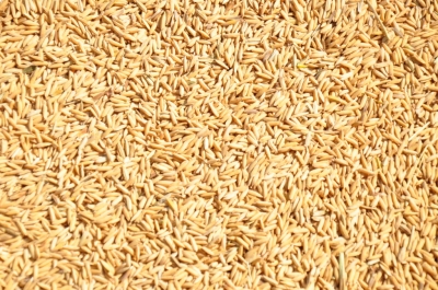 Paddy(Dhan)
