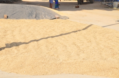 Paddy(Dhan)