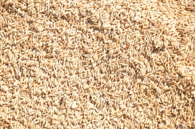 Paddy(Dhan)