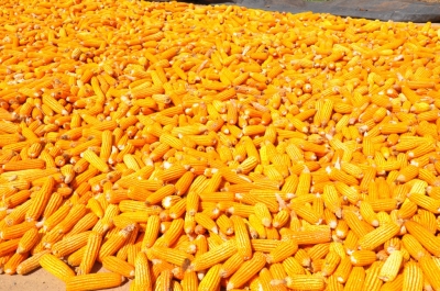 Maize