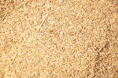 Paddy(Dhan)