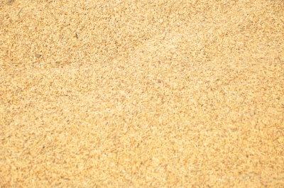 Paddy(Dhan)