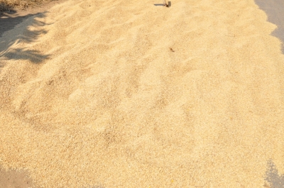 Paddy(Dhan)