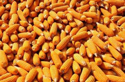 Maize