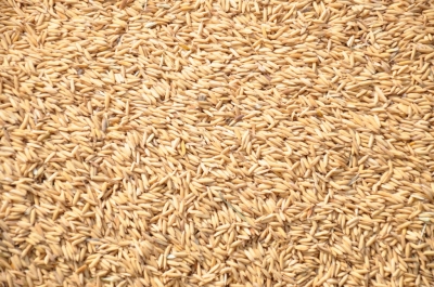 Paddy(Dhan)