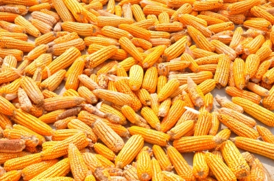 Maize
