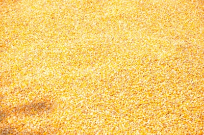Maize