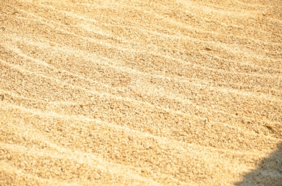 Paddy(Dhan)