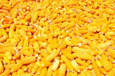 Maize