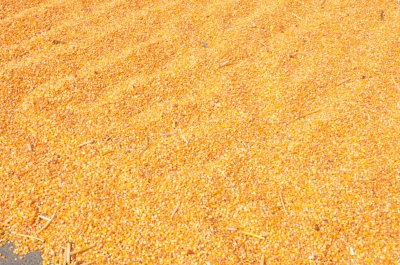 Maize