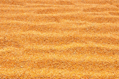 Maize