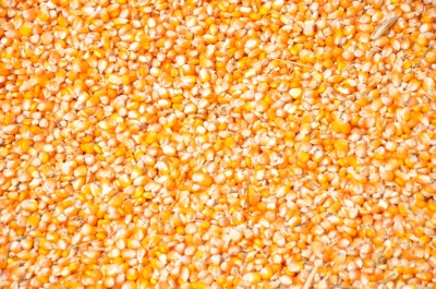 Maize