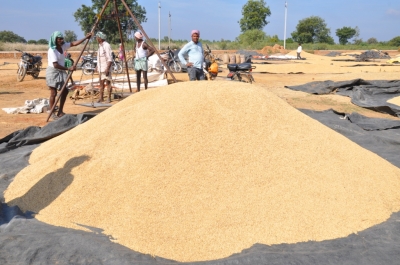 Paddy(Dhan)