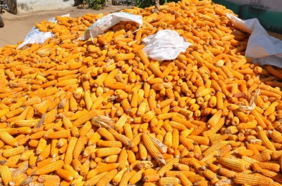 Maize