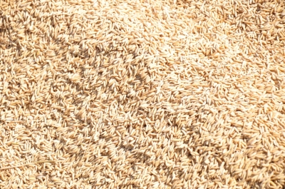 Paddy(Dhan)