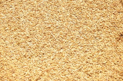 Paddy(Dhan)