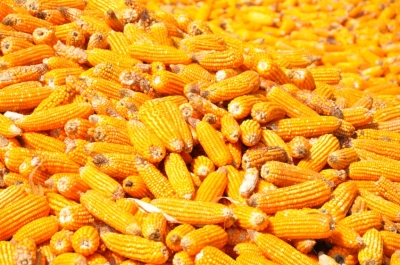 Maize