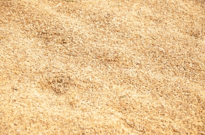 Paddy(Dhan)