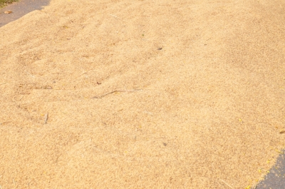 Paddy(Dhan)