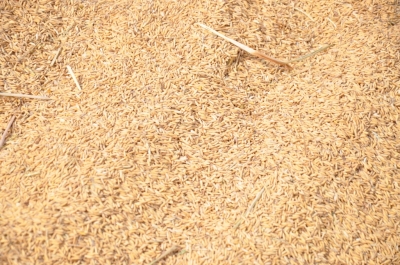 Paddy(Dhan)