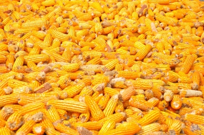 Maize