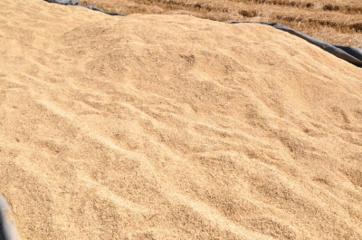 Paddy(Dhan)