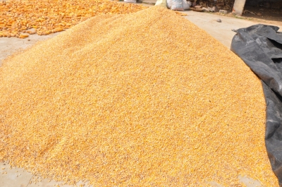 Maize