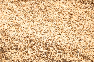 Paddy(Dhan)