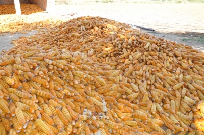 Maize
