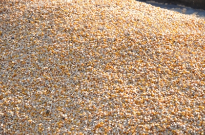 Maize