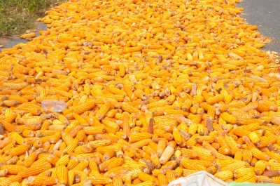 Maize