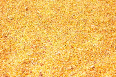 Maize