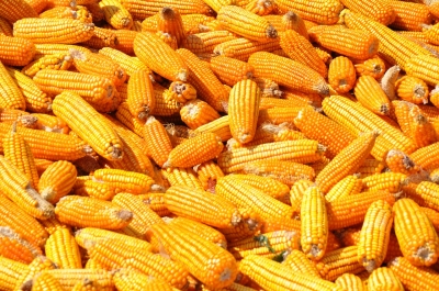 Maize