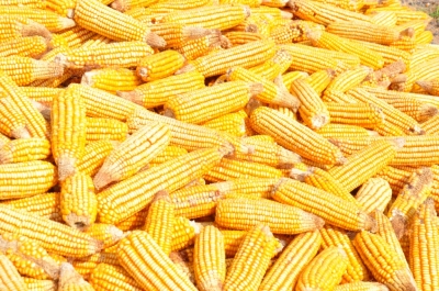 Maize