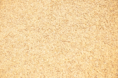 Paddy(Dhan)
